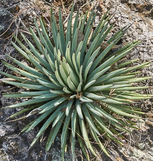 Succulenta Agave rzedowskiana con foglie strette blu-verdi e spine scure appuntite che crescono su terreno roccioso