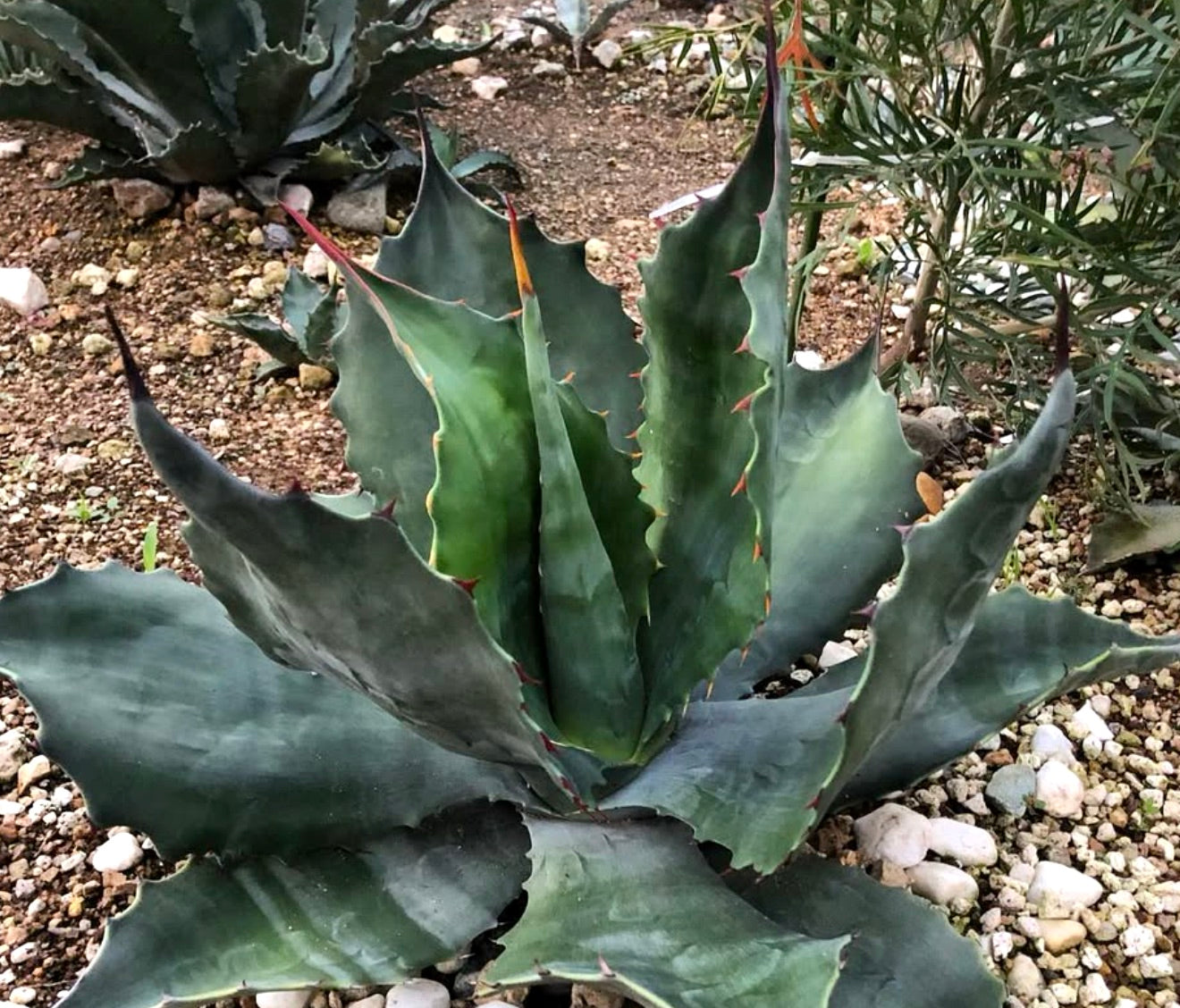 Agave salmiana var. ferox succulenta con foglie spesse verde-blu e spine appuntite rossastre