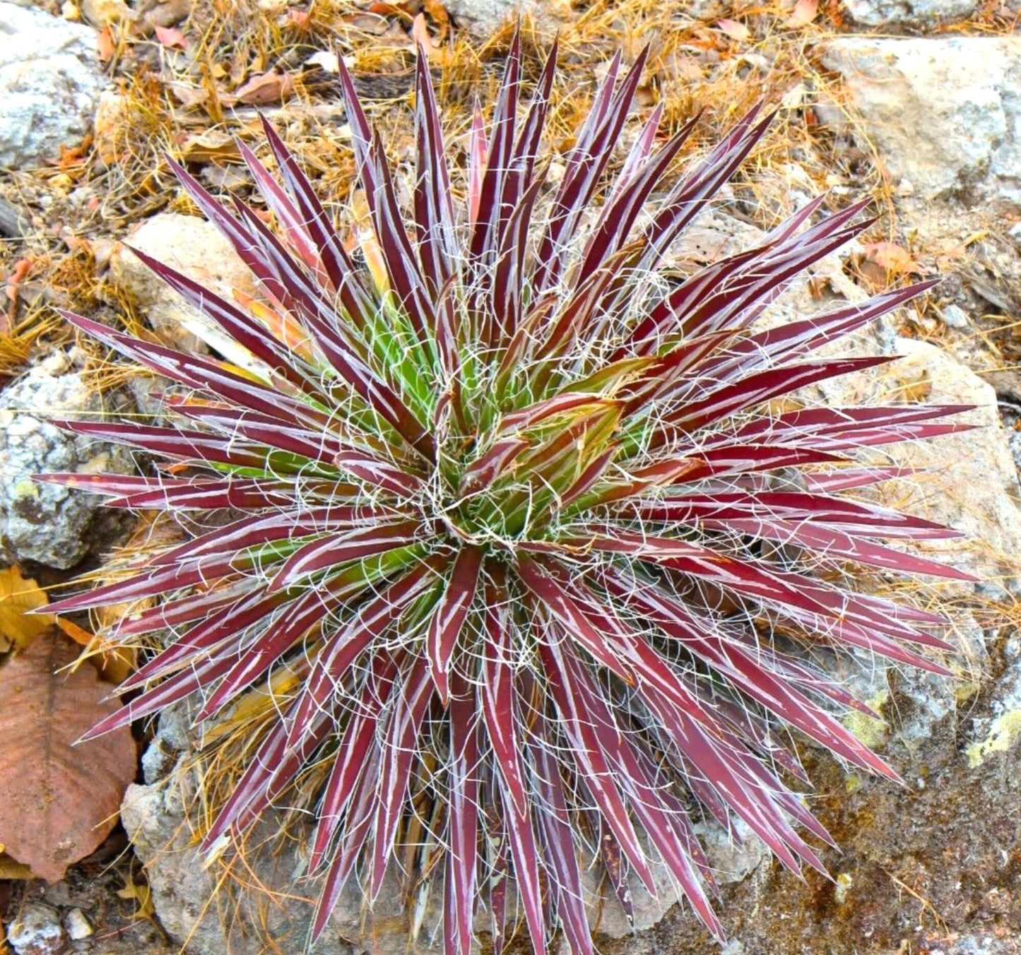 Succulenta Agave schidigera con foglie a strisce rosse e bianche e fibre bianche arricciate