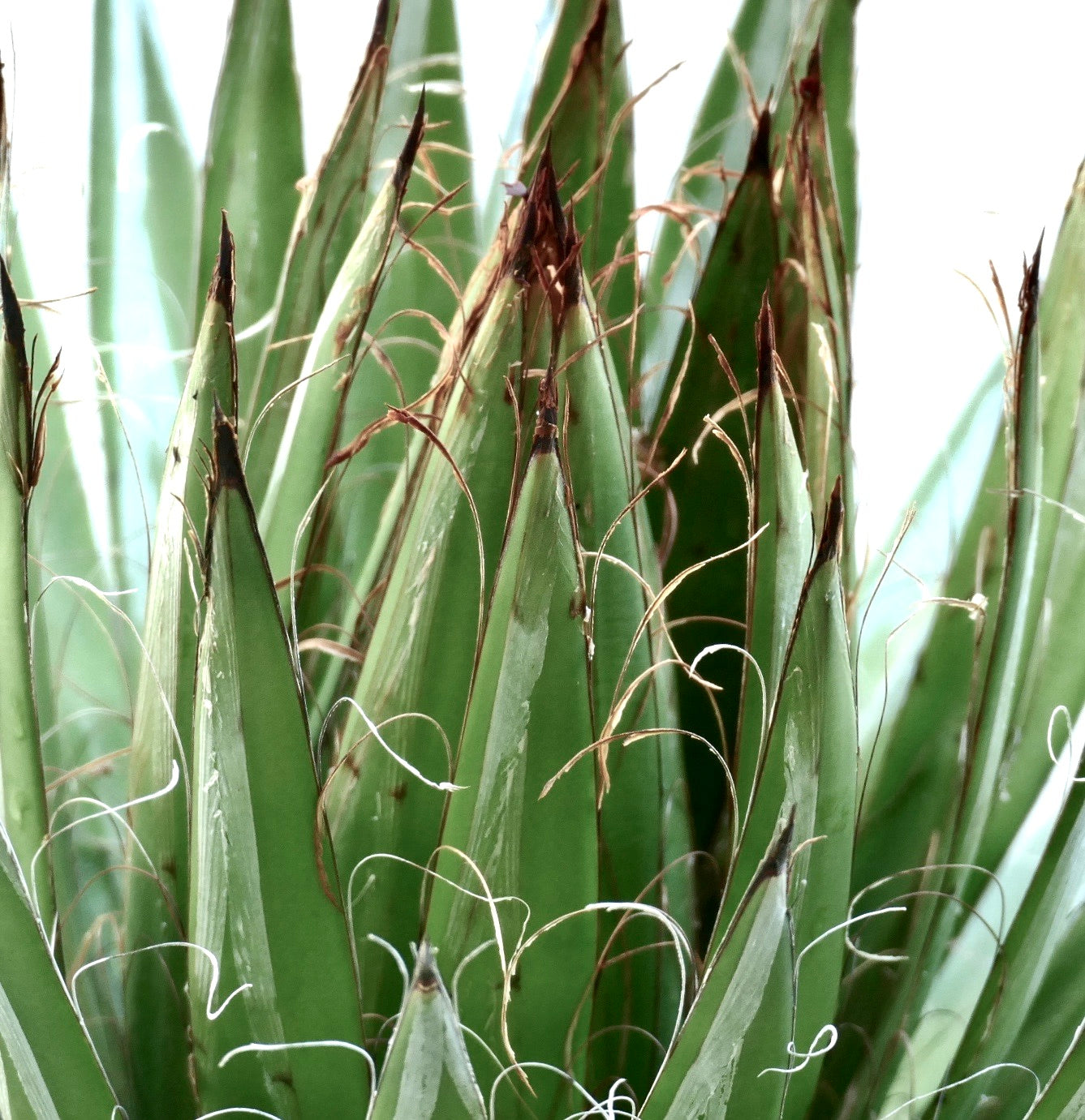 Agave schidigera cv 'White Stripe' succulenta con spine appuntite marroni e fibre bianche ricurve simili a filo sulle foglie