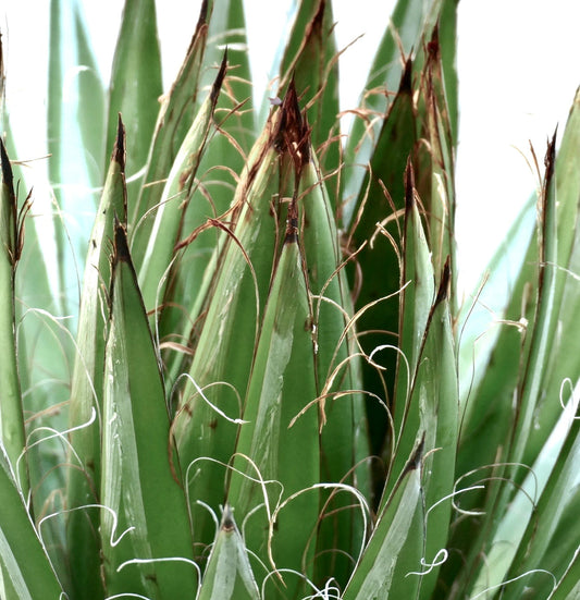 Agave schidigera cv 'White Stripe' succulenta con spine appuntite marroni e fibre bianche ricurve simili a filo sulle foglie