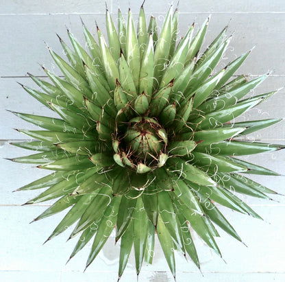 Agave schidigera cv 'White Stripe'