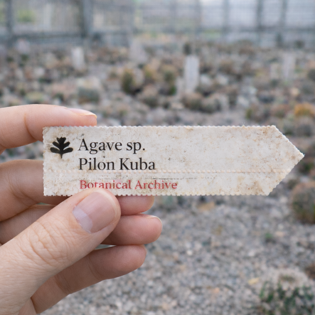 Etichetta botanica stampata per Agave sp. Pilon Kuba esposta all'aperto in vivaio su ghiaia