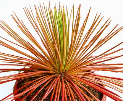 Agave stricta succulenta con foglie rosse dense e spinose e punte marroni appuntite in un vaso