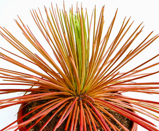 Agave stricta succulenta con foglie rosse dense e spinose e punte marroni appuntite in un vaso