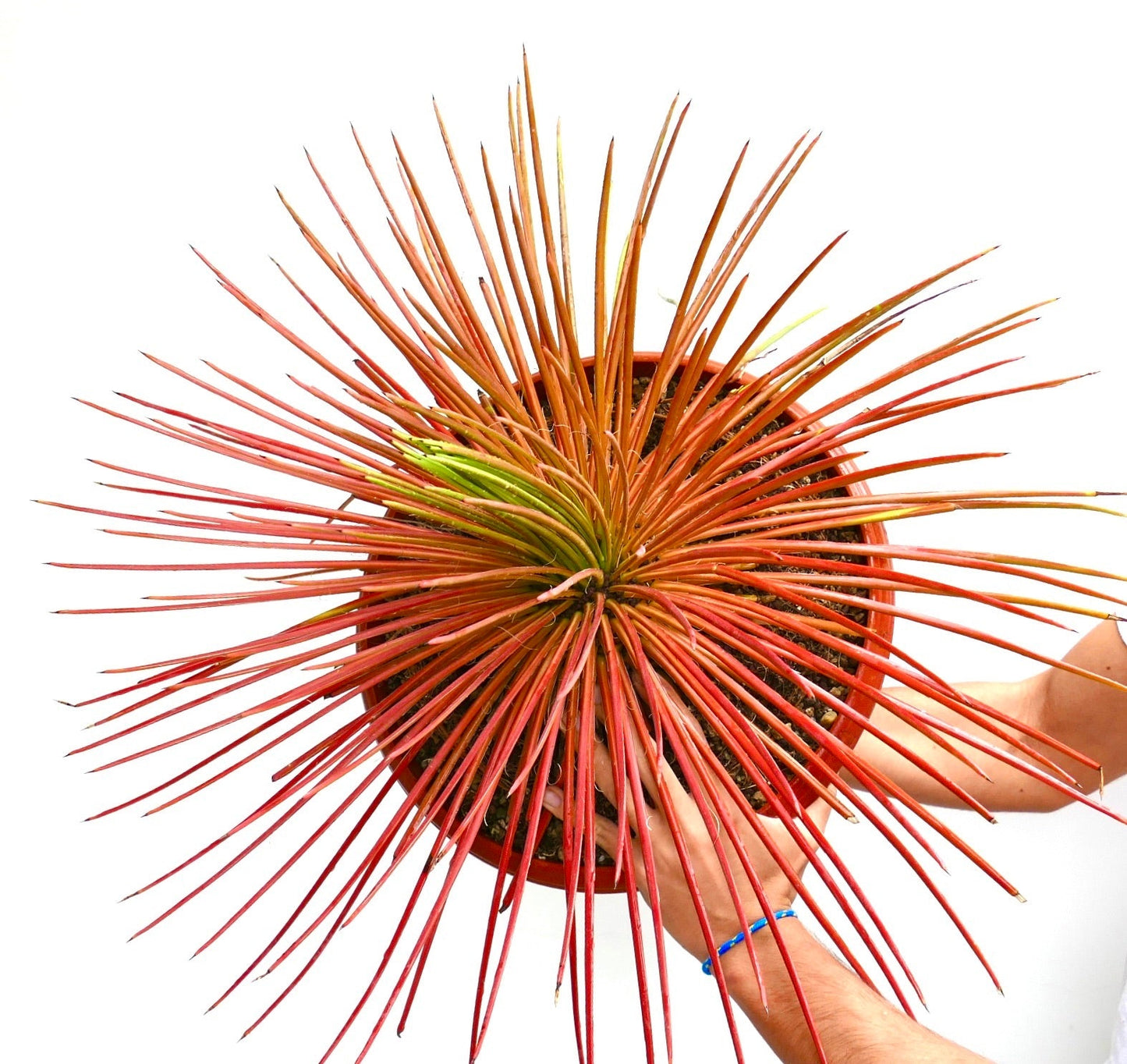 Succulenta Agave stricta forma rubra con foglie lunghe, sottili, appuntite e rosse in vaso tenuto tra le mani