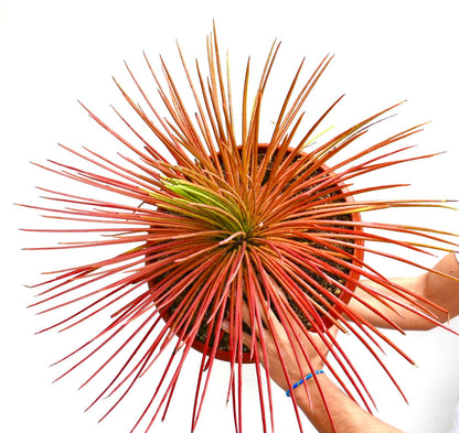 Succulenta Agave stricta forma rubra con foglie lunghe, sottili, appuntite e rosse in vaso tenuto tra le mani