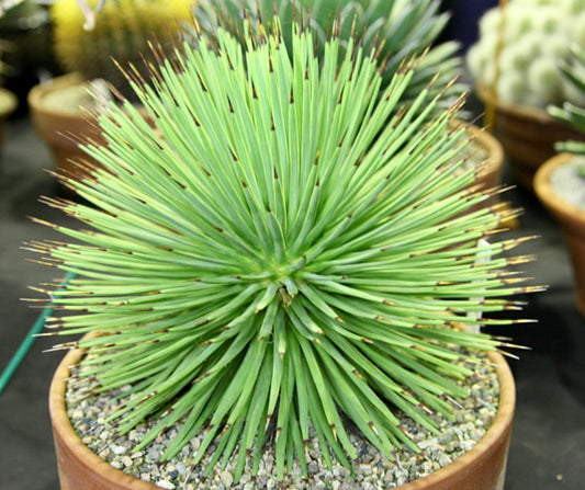 Agave stricta var. echinus dense succulent rosette with rigid pointed green leaves and brown tips in pot