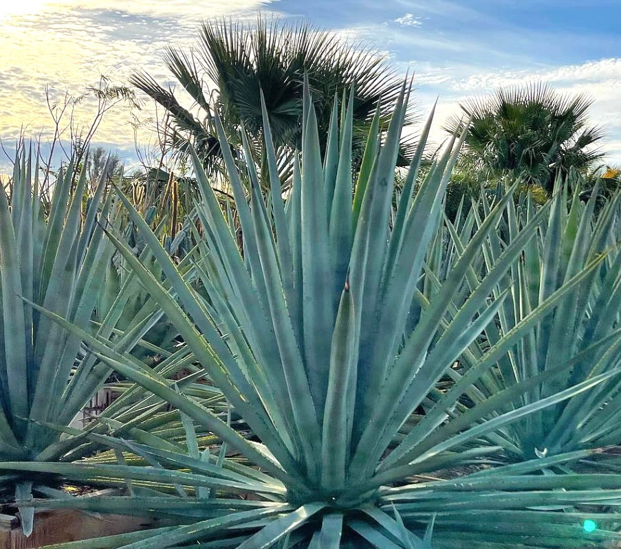 Pianta succulenta Agave tequilana con foglie lunghe, verde-blu appuntite e punte affilate