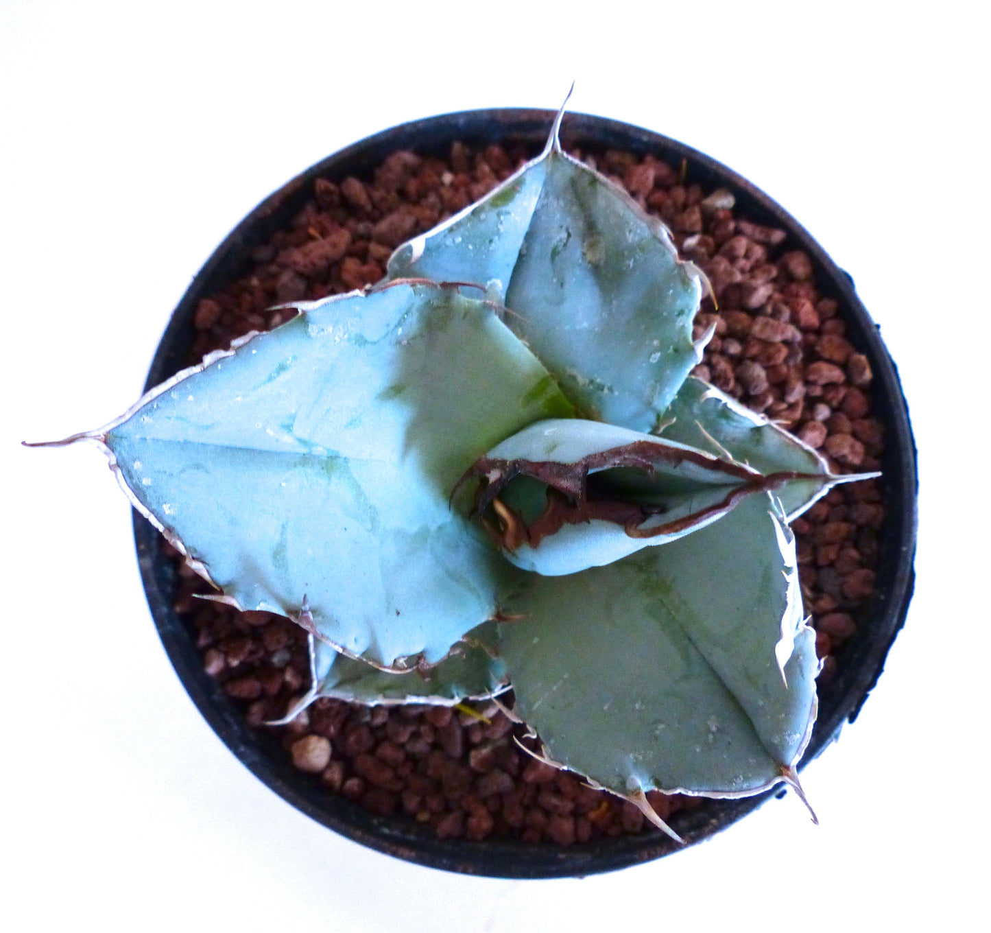 Agave titanota succulent with thick blue-gray leaves and sharp spines in black pot
