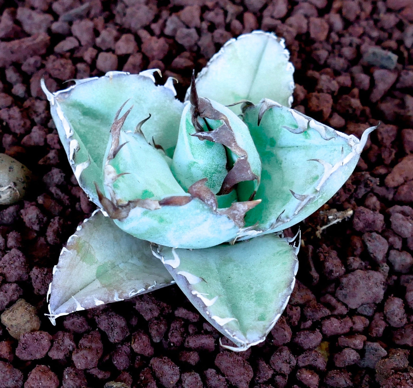 Agave titanota succulent with thick blue-green leaves and prominent brown spines on rocky soil