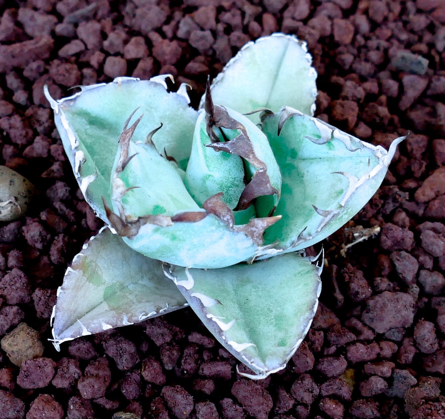 Agave titanota succulent with thick blue-green leaves and prominent brown spines on rocky soil