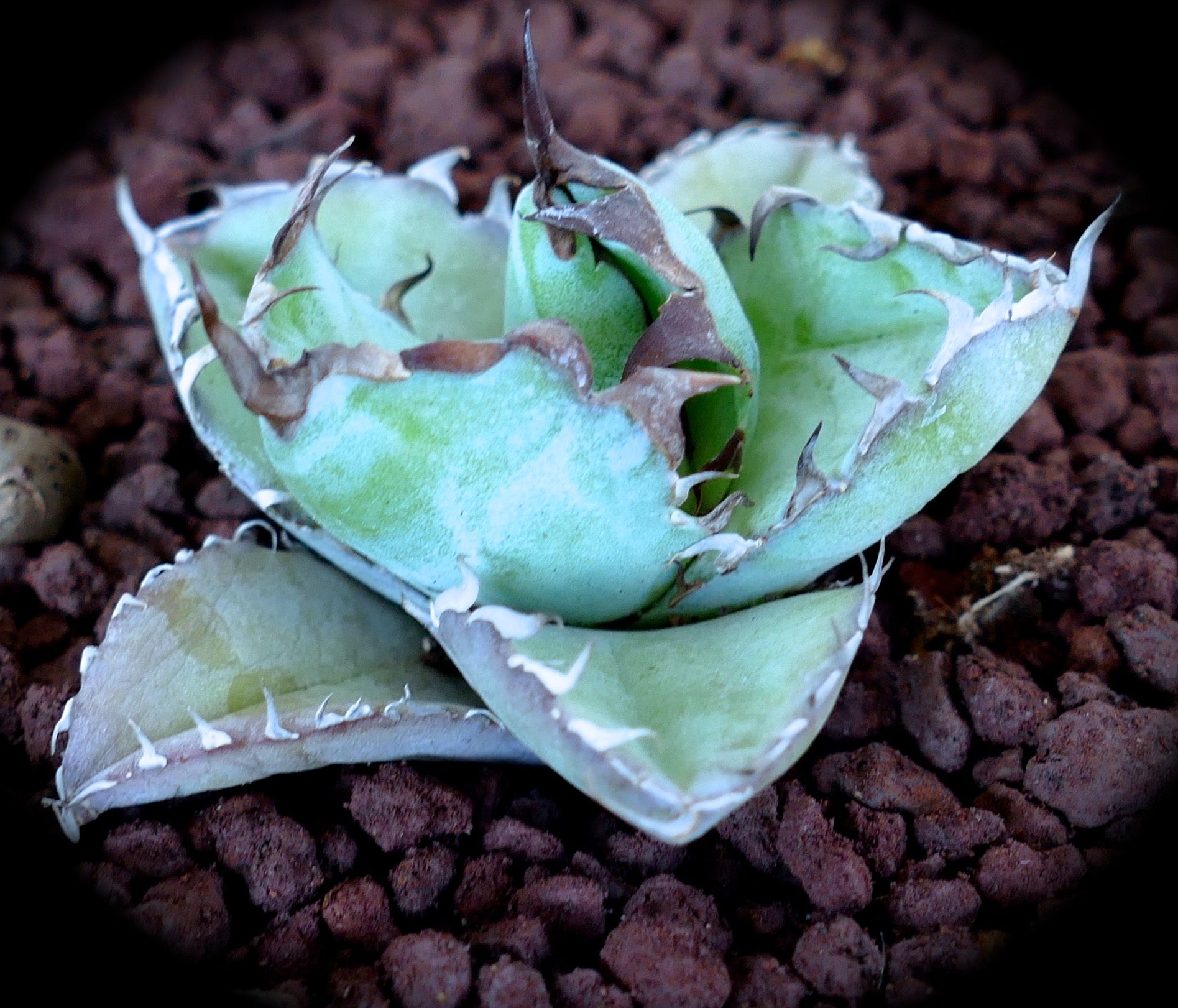 Agave titanota succulent with thick blue-green leaves and prominent brown spines on rocky soil