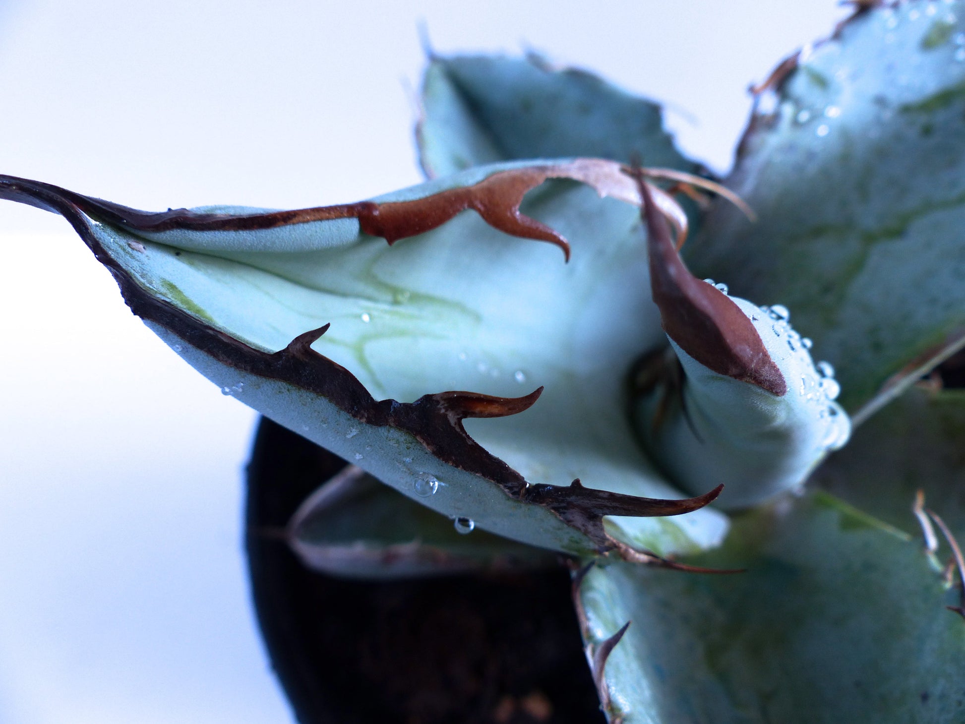 Agave titanota succulent with blue-gray leaves and prominent brown spines close-up