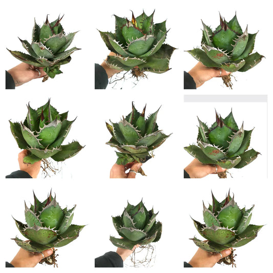 Agave titanota cv CAPRIOLI succulenta con foglie verdi spesse e spine bianche prominenti