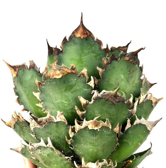 Agave titanota cv RED CATWEAZLE succulenta con foglie verdi spesse e bordi spinati marroni