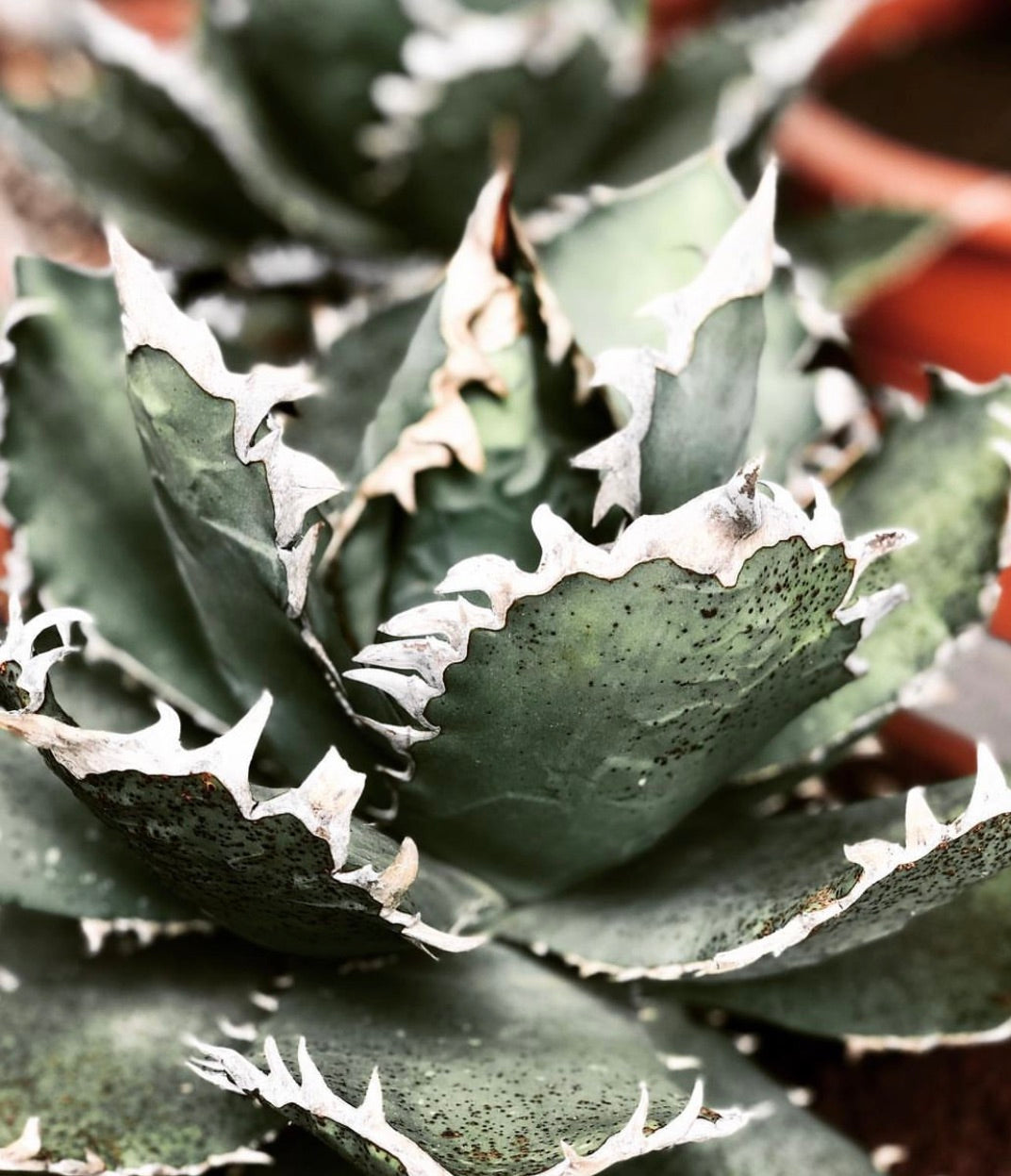 Agave titanota cv SHARK SHOUI succulenta con foglie spesse verde-blu e spine bianche prominenti
