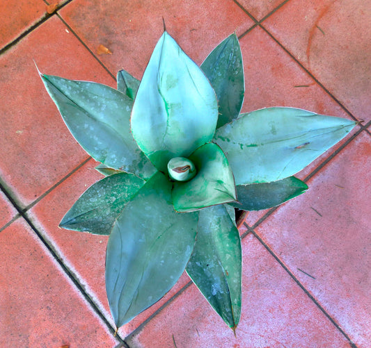 Agave titanota cv WHITE ICE succulent with broad pale blue-green leaves and sharp spines