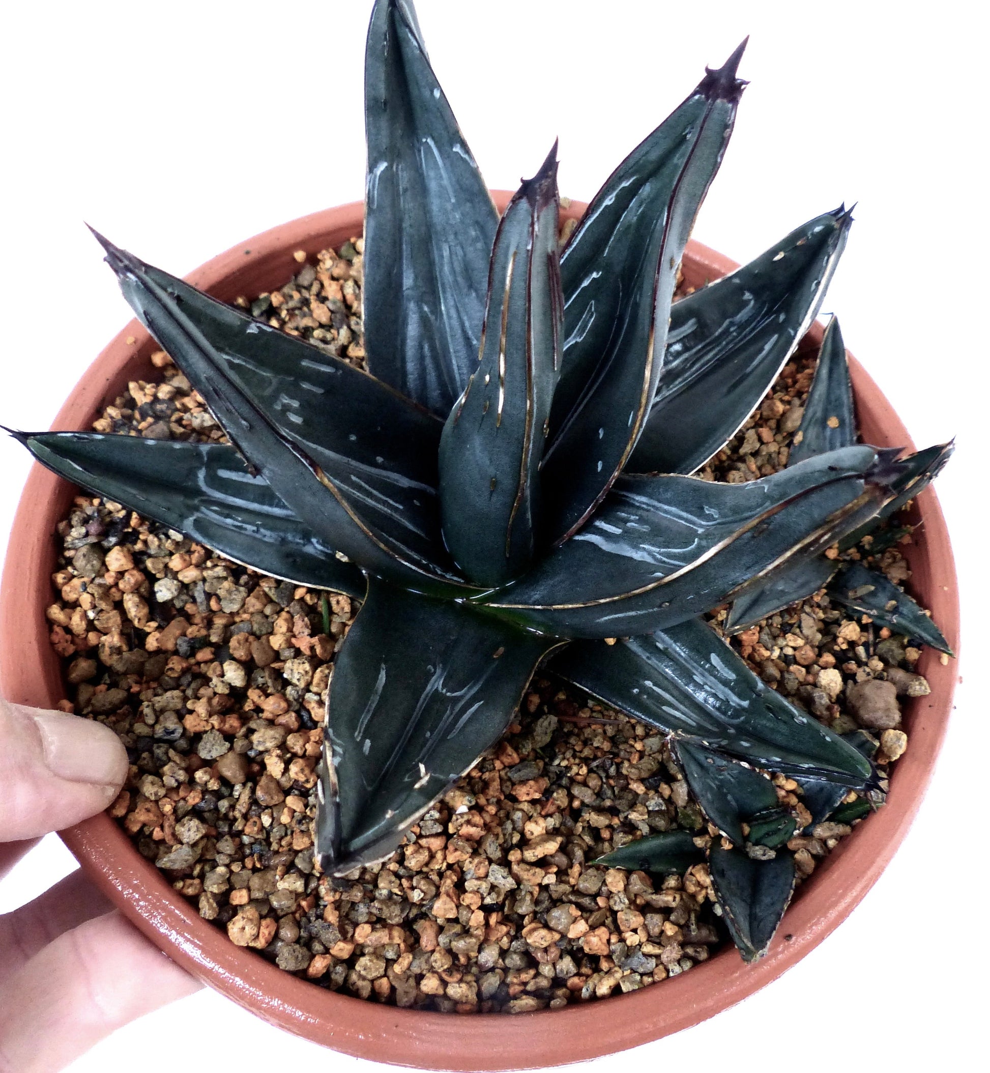 Agave victoriae-reginae cv pianta succulenta con foglie spesse, rosetta spinosa di colore verde scuro in vaso