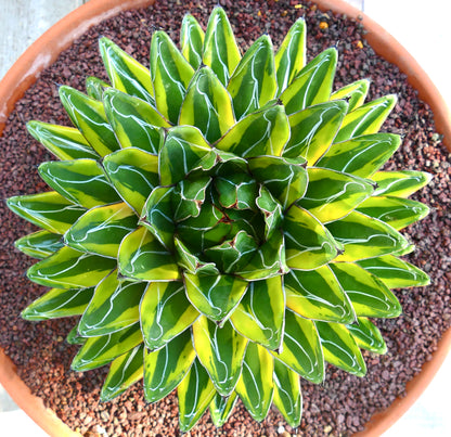Agave victoriae-reginae cv 'Sasanoyuki Shimafukurin' variegated succulent with sharp white-edged leaves in rosette form