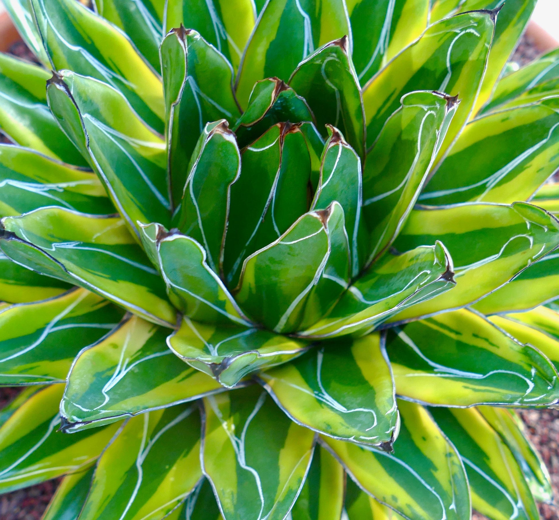 Agave victoriae-reginae cv 'Sasanoyuki Shimafukurin' succulenta variegata con spine appuntite e screziature bianche sulle foglie