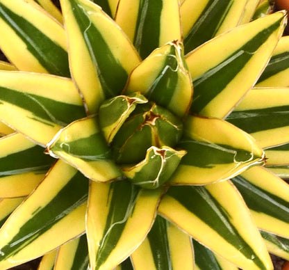 Agave victoriae-reginae cv 'Shin Yuki Yama' variegated succulent with sharp white-edged leaves and yellow-green stripes