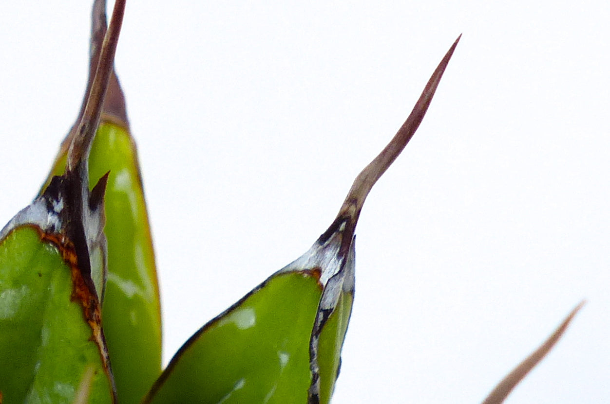 Agave victoriae-reginae succulent leaves with sharp dark spines close-up