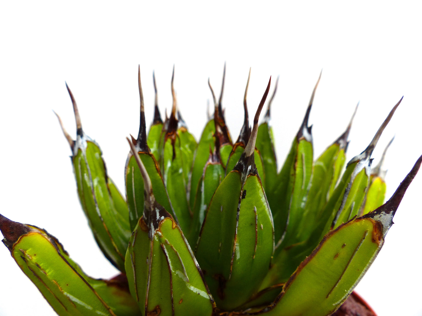 Agave victoriae-reginae succulent with sharp dark spines and thick green leaves close-up
