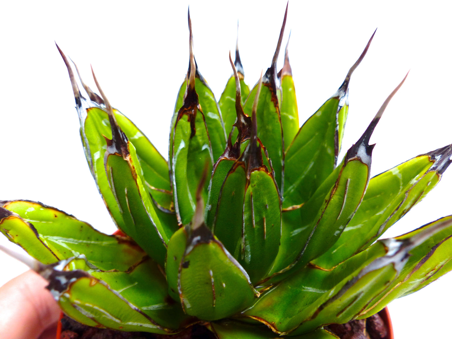 Agave victoriae-reginae rare succulent with thick green leaves and dark spines
