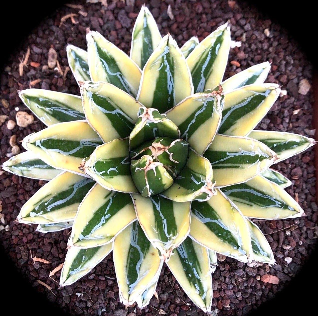 Agave victoriae regina cv KIZAN succulenta con foglie variegate lucide verde e crema e punte appuntite