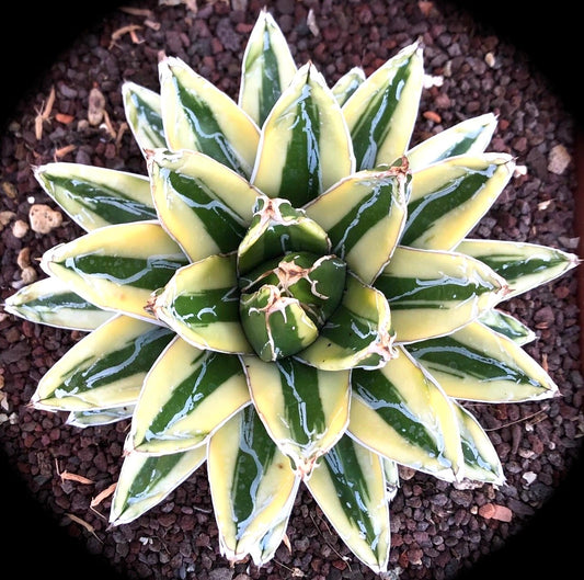 Agave victoriae regina cv KIZAN succulenta con foglie variegate lucide verde e crema e punte appuntite