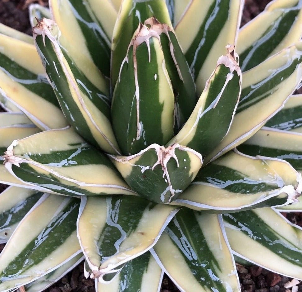 Agave victoriae regina cv KIZAN VARIEGATED | Queen Victoria agave