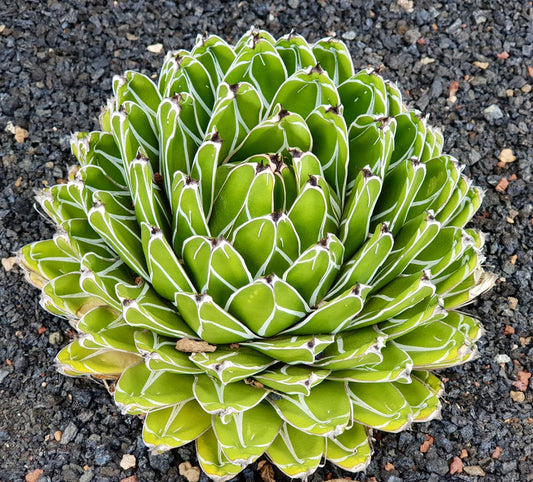 Succulenta Agave victoriae reginae con rosetta compatta e distinti margini fogliari bianchi su terreno roccioso