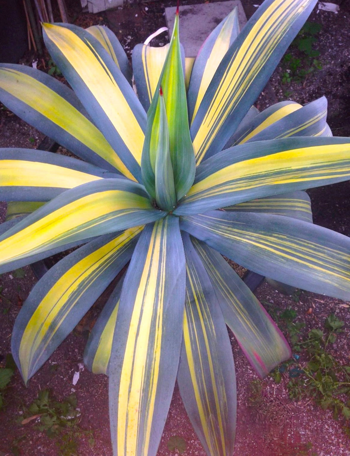 Succulenta Agave weberi con foglie larghe variegate a strisce blu-verdi e gialle e spine rosse