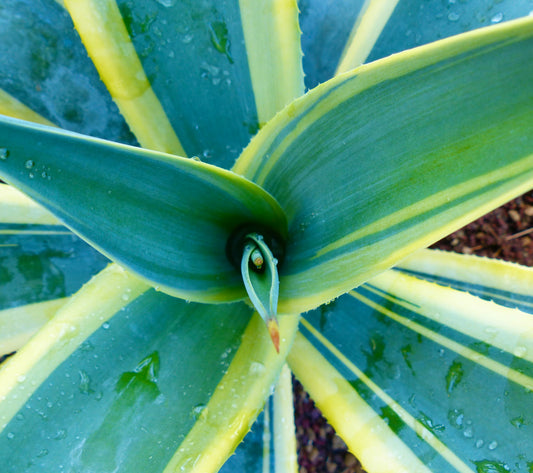 Agave weberi cv 'Arizona Star' VARIEGATED | Weber's agave