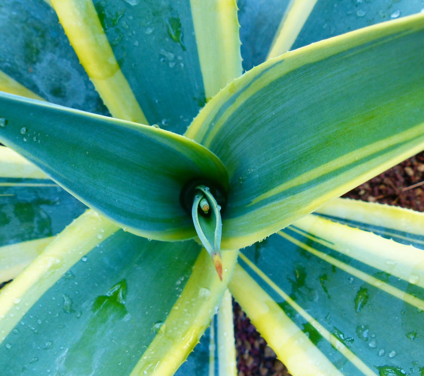 Agave weberi cv 'Arizona Star' succulenta con foglie spesse variegate verde e giallo e spine appuntite