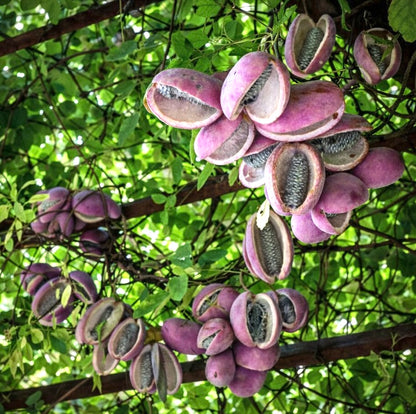Baccelli maturi viola di Akebia quinata con semi esposti su vite verde fogliosa