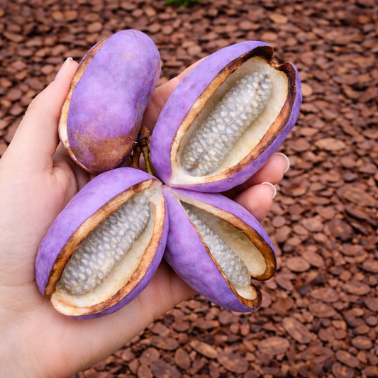 Baccelli di frutto viola maturo di Akebia quinata con semi ruvidi tenuti in mano