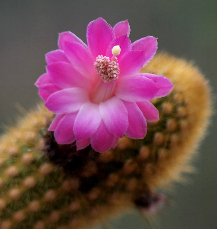 Fiore rosa del cactus Akersia roseiflora con spine pelose e petali delicati
