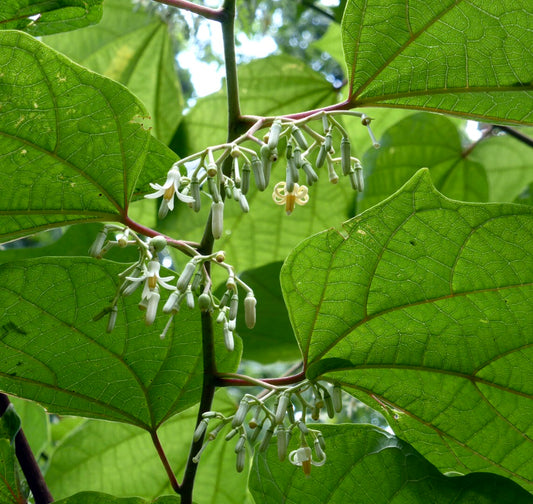 Alangium platanifolia with large green leaves and delicate white tubular flowers in clusters