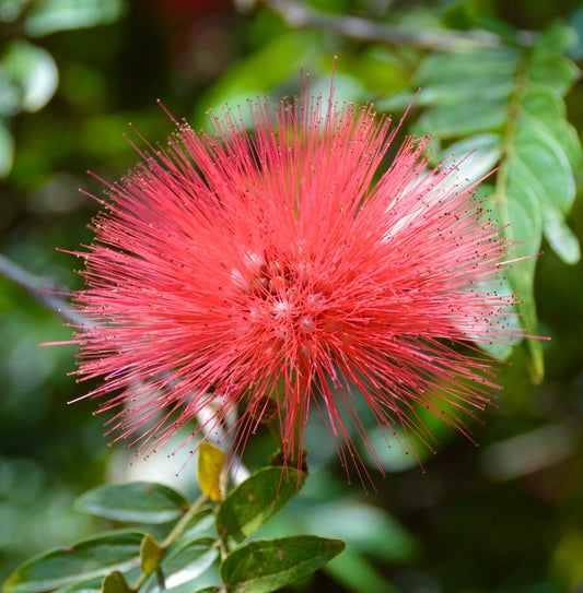 Albizia julibrissin | Silk tree | Mimosa