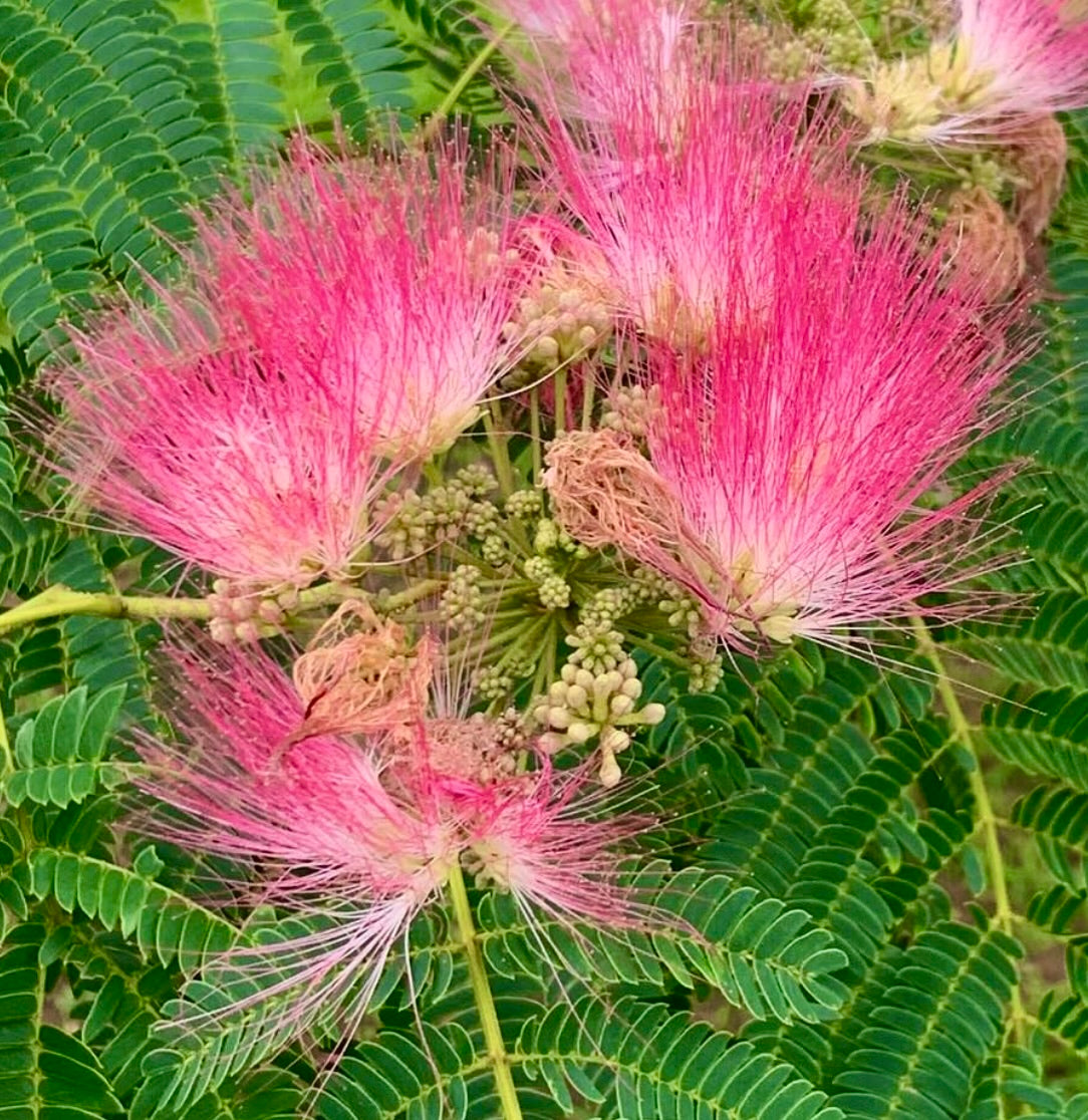 Fiori soffici di un vivace rosa di Albizia julibrissin con delicate foglie verdi simili a felci