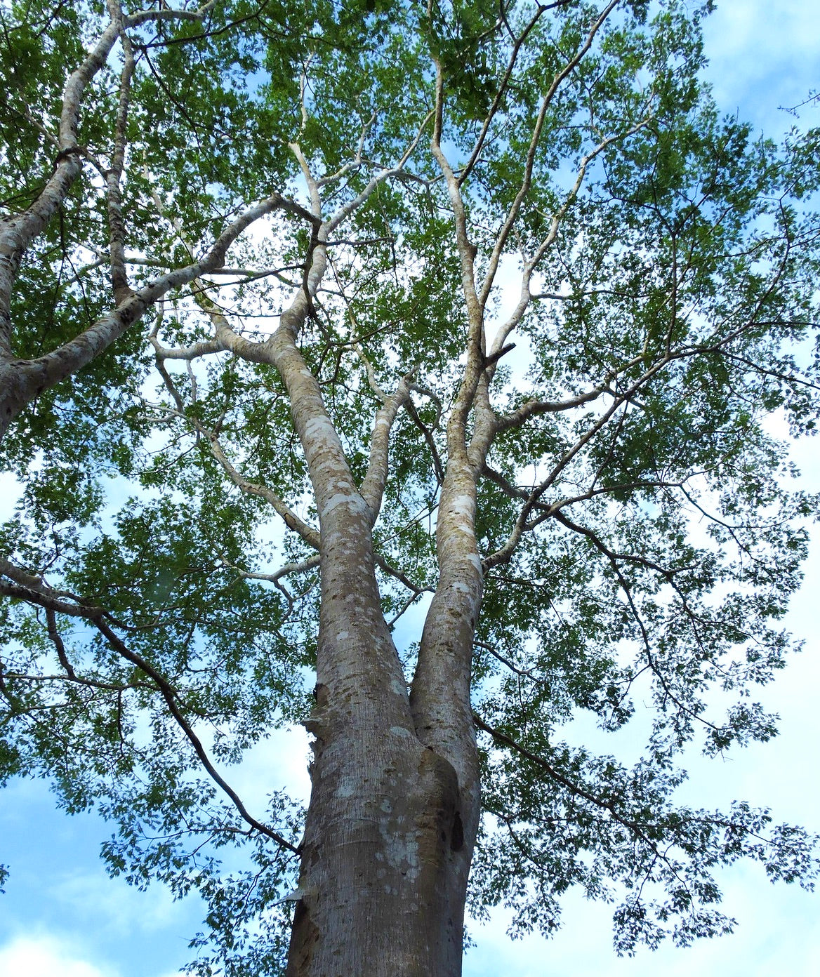 Albero alto di Albizia niopoides con corteccia liscia e delicate foglie composte verdi contro il cielo