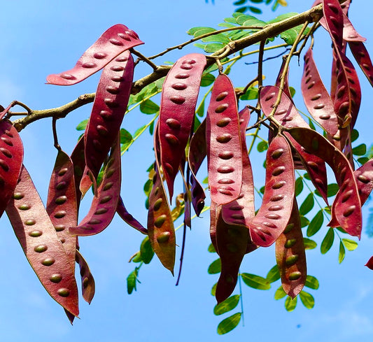 Albizia niopoides | Niopo tree | False acacia