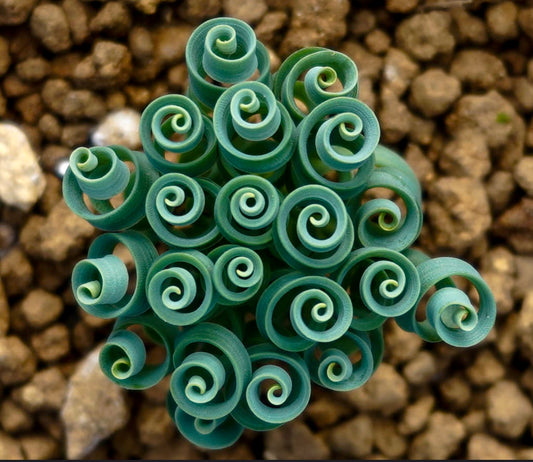 Albuca concordiana | Spiral grass | Corkscrew albuca