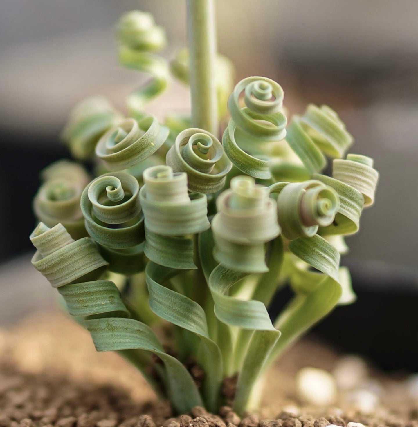 Succulenta Albuca concordiana con foglie verdi a spirale strettamente arricciate in terreno sabbioso, primo piano