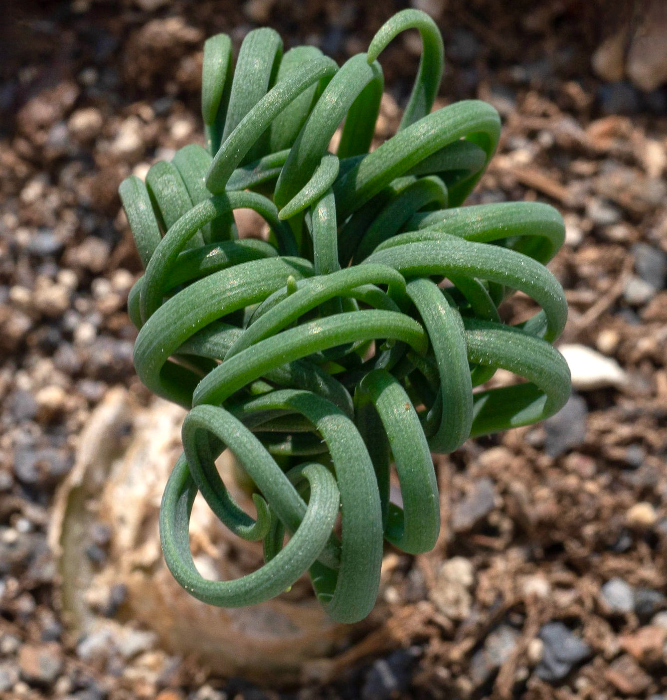 Succulenta Albuca spiralis con foglie verdi strettamente arricciate e base bulbosa spessa nel terreno