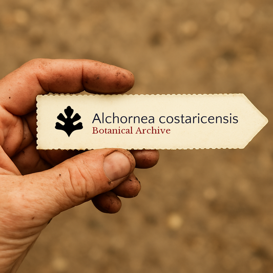 Etichetta stampata per pianta di Alchornea costaricensis tenuta in mano con sfondo di terreno