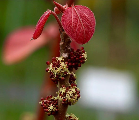 Ramo di Alchornea davidii con foglie rosse testurizzate e grappoli di piccoli fiori gialli e rossi