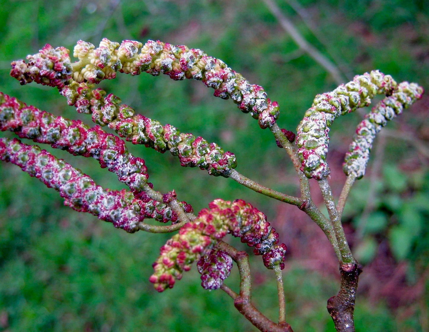 Alnus cordata primo piano di amenti strutturati con sfumature rosse e verdi sui rami